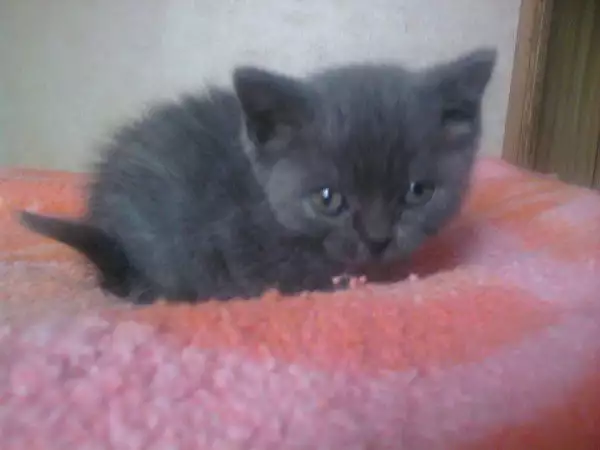 6. Снимка на Британски котета сини