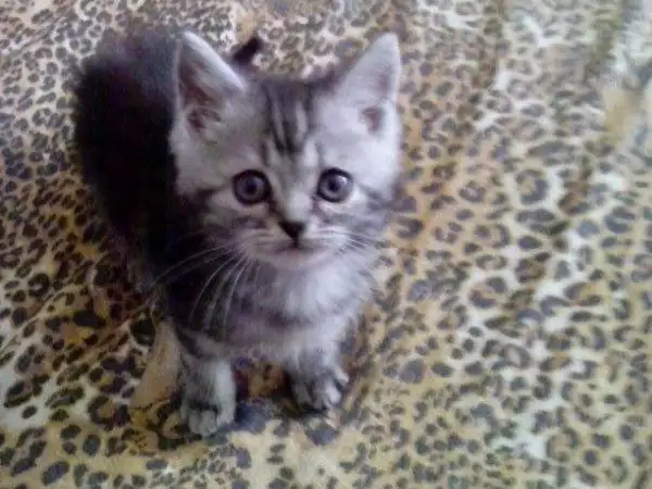 4. Снимка на Британски котета сини