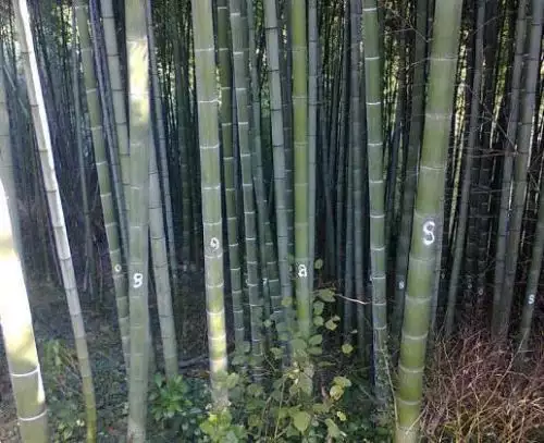 3. Снимка на Гигантски бамбук семена