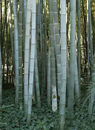 Гигантски бамбук семена