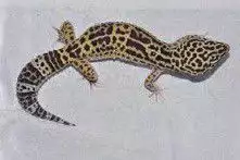 1. Снимка на Продавам леопардов гекон