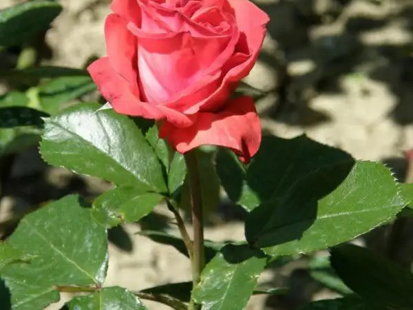 17. Снимка на Рози на корен или в контейнер