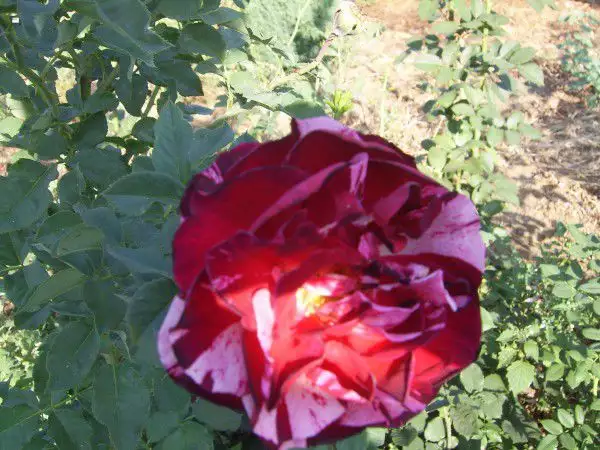 6. Снимка на Рози на корен или в контейнер
