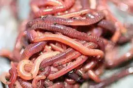 Размножителен материал от червен калифорнийски червей