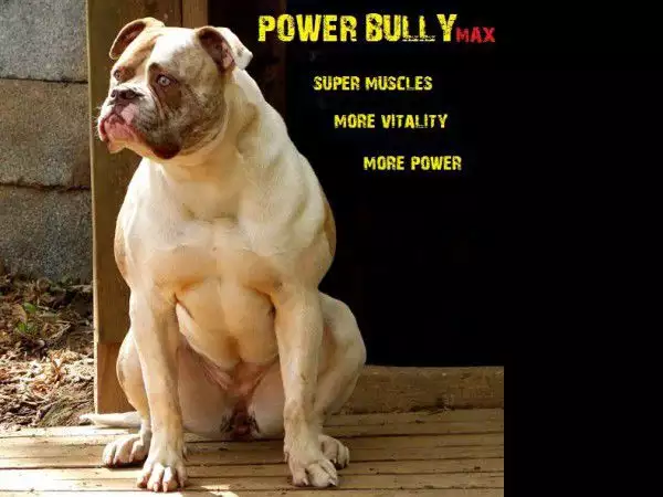1. Снимка на Протеин Power Bully