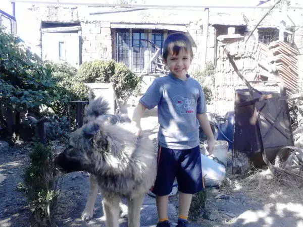 1. Снимка на Изгубено куче, кавказка овчарка