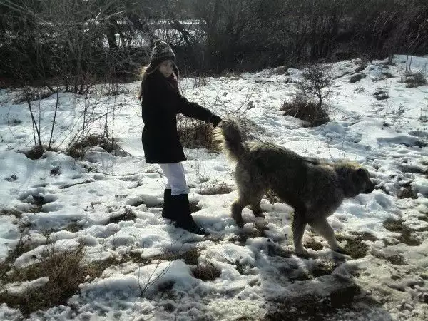2. Снимка на Изгубено куче, кавказка овчарка