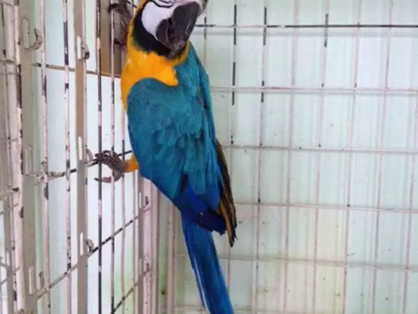 1. Снимка на ИЗГОДНО Синьо - жълт папагал АРА