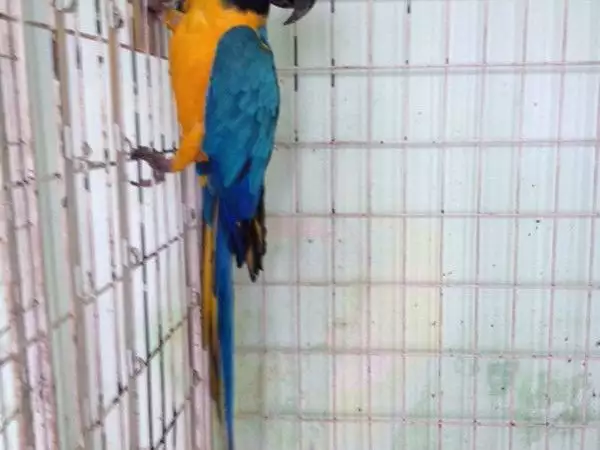 ИЗГОДНО Синьо - жълт папагал АРА
