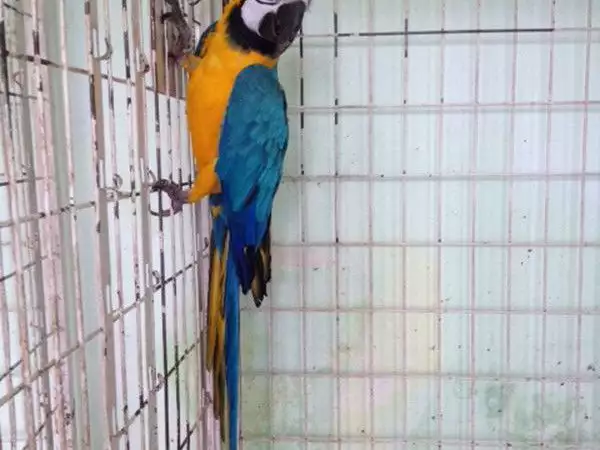 2. Снимка на ИЗГОДНО Синьо - жълт папагал АРА