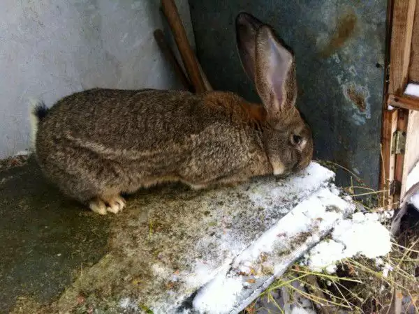 3. Снимка на Продавам зайци белгийски великан