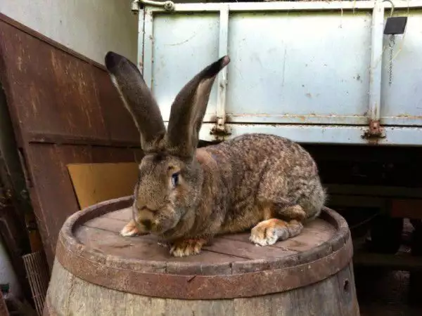 1. Снимка на Продавам зайци белгийски великан