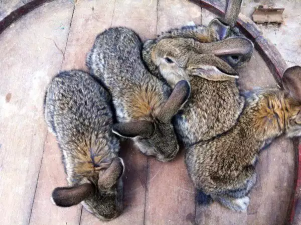 8. Снимка на Продавам зайци белгийски великан