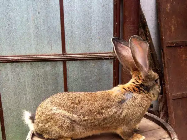 7. Снимка на Продавам зайци белгийски великан