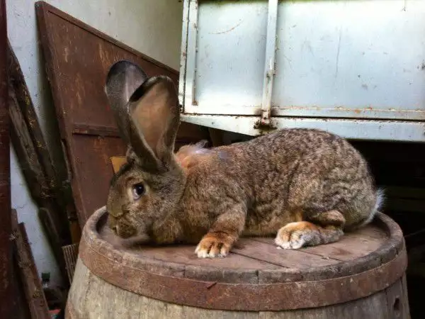 6. Снимка на Продавам зайци белгийски великан