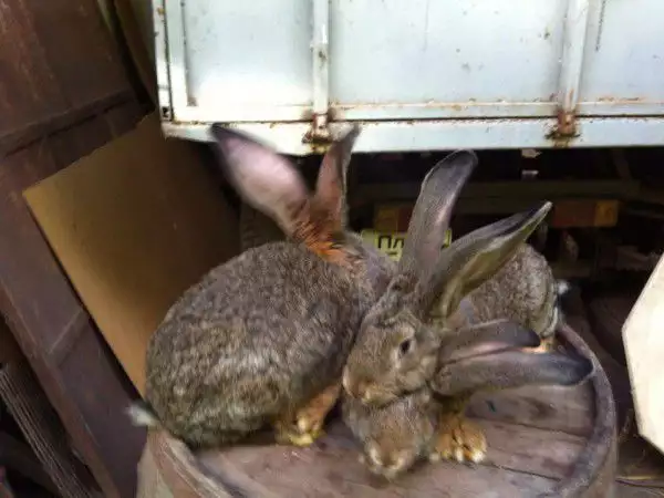 4. Снимка на Продавам зайци белгийски великан
