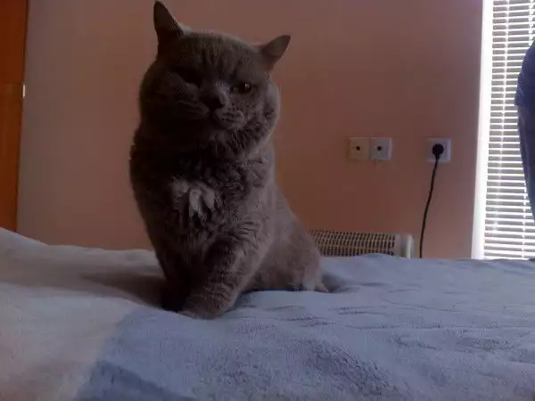 1. Снимка на британска късокосместа котка
