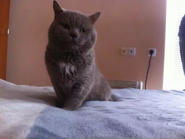 6. Снимка на британска късокосместа котка