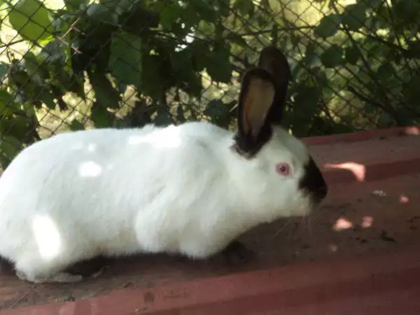 4. Снимка на Продавам чистокръвни калифорнийски зайци
