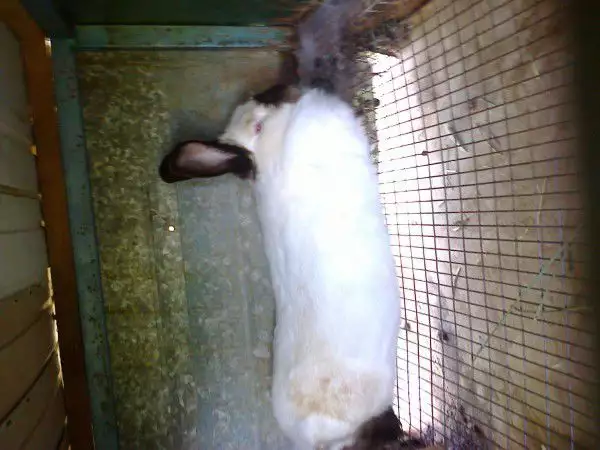 3. Снимка на Продавам чистокръвни калифорнийски зайци
