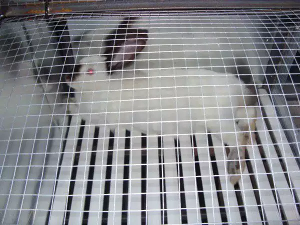 5. Снимка на Продавам зайци