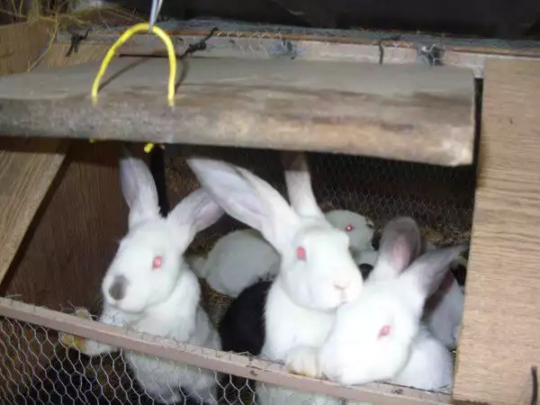 4. Снимка на Продавам зайци