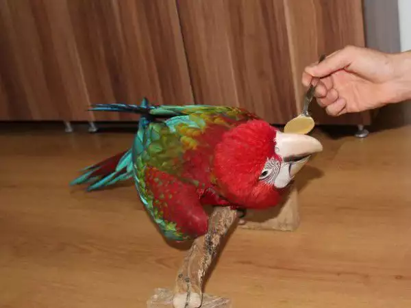 4. Снимка на ОФЕРТА папагал Червена Ара
