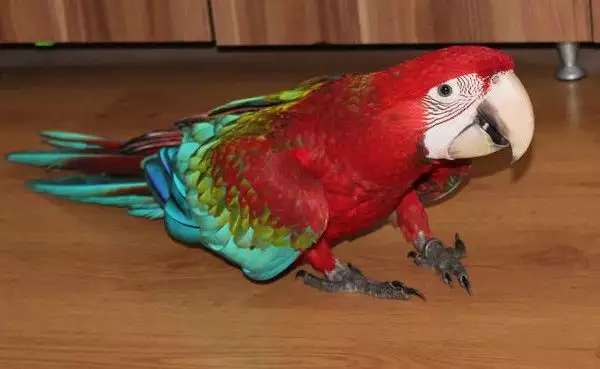 2. Снимка на ОФЕРТА папагал Червена Ара