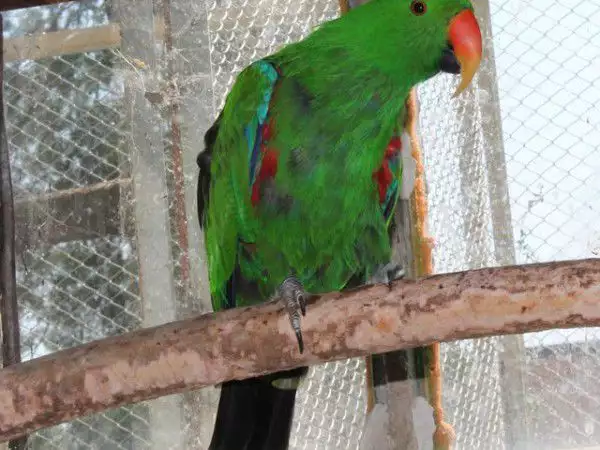 3. Снимка на Оферта за папагал Еклектус