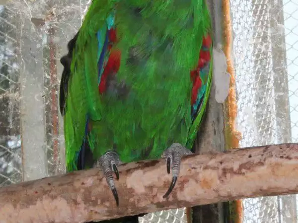 2. Снимка на Оферта за папагал Еклектус