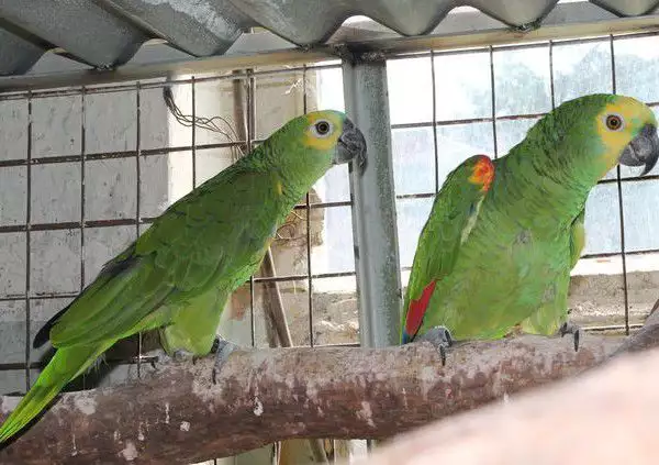1. Снимка на Оферта папагал Синъочела Амазона работна двойка