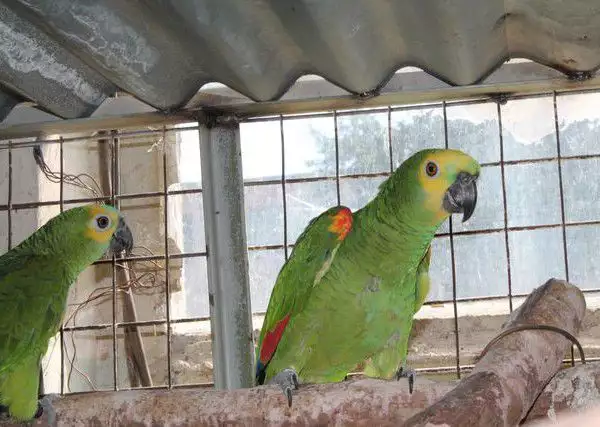 3. Снимка на Оферта папагал Синъочела Амазона работна двойка