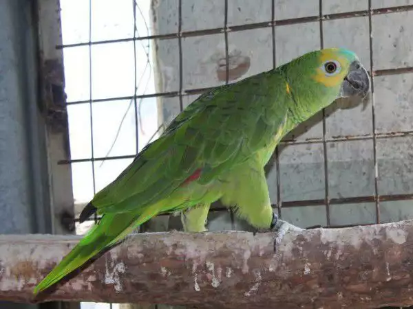 2. Снимка на Оферта папагал Синъочела Амазона работна двойка