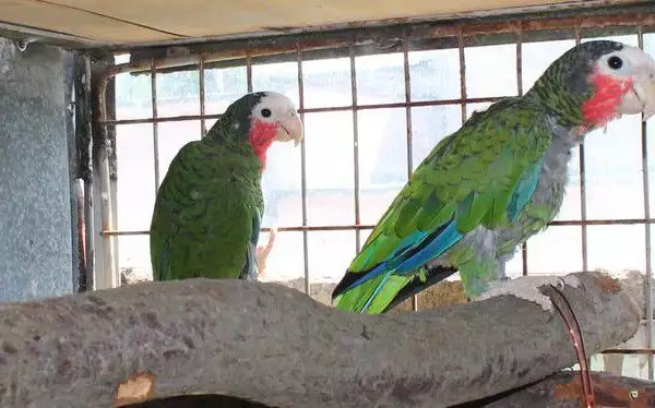 1. Снимка на Оферта за папагал Кубинска Амазона работна двойка