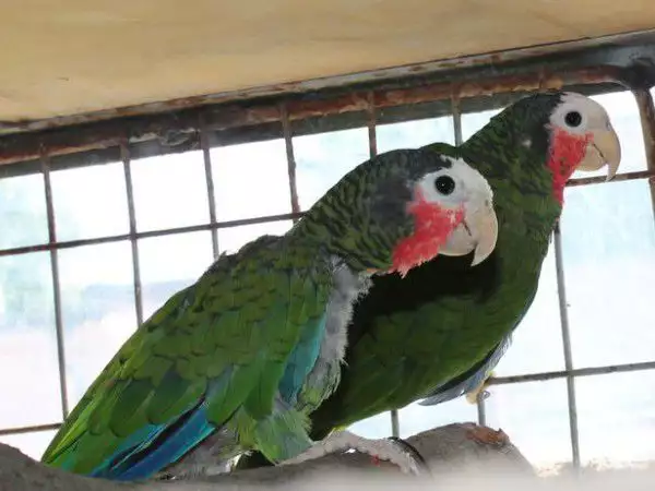 3. Снимка на Оферта за папагал Кубинска Амазона работна двойка