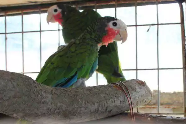 2. Снимка на Оферта за папагал Кубинска Амазона работна двойка