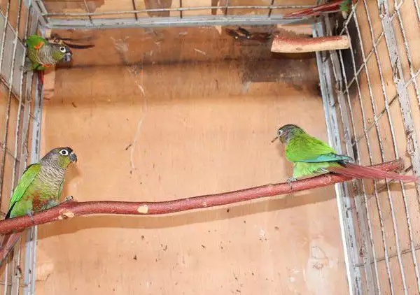 1. Снимка на Оферта за папагал Пирура Молина
