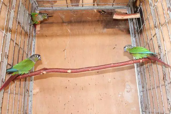 3. Снимка на Оферта за папагал Пирура Молина