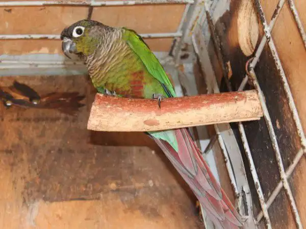 2. Снимка на Оферта за папагал Пирура Молина