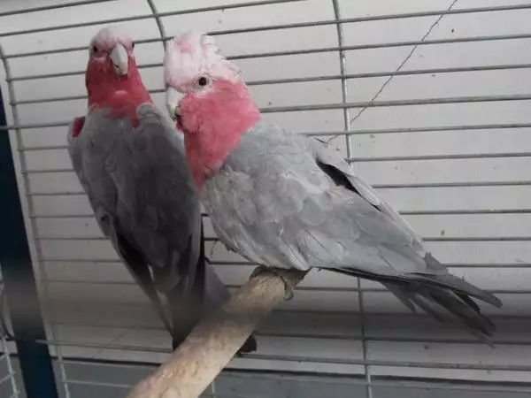 1. Снимка на Офертаза папагали Розово Какаду работна двойка