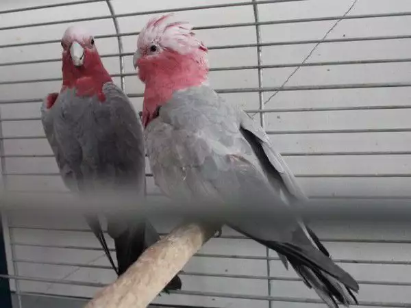 4. Снимка на Офертаза папагали Розово Какаду работна двойка