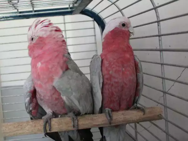 3. Снимка на Офертаза папагали Розово Какаду работна двойка