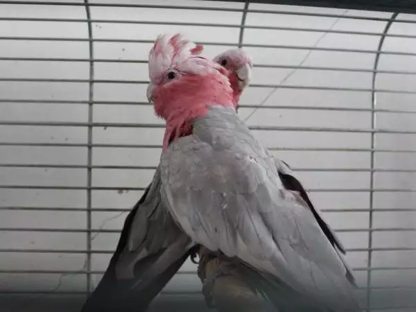 Офертаза папагали Розово Какаду работна двойка