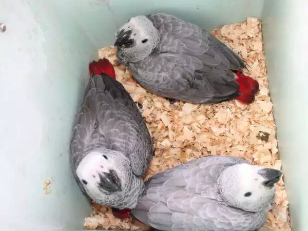 Оферта за папагали Бебета ЖАКО