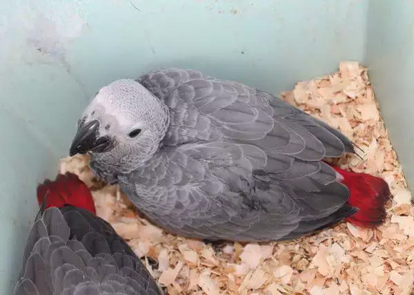 2. Снимка на Оферта за папагали Бебета ЖАКО