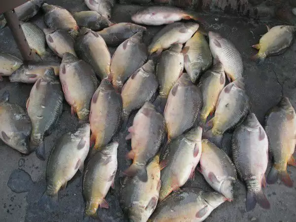 1. Снимка на Продава риба