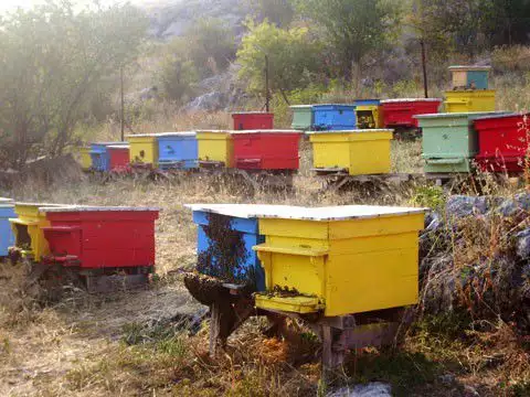 1. Снимка на Продава пчелни семейства МК