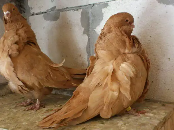 Гълъби Китайски Чайки