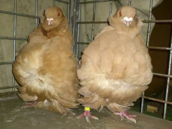 3. Снимка на Гълъби Китайски Чайки