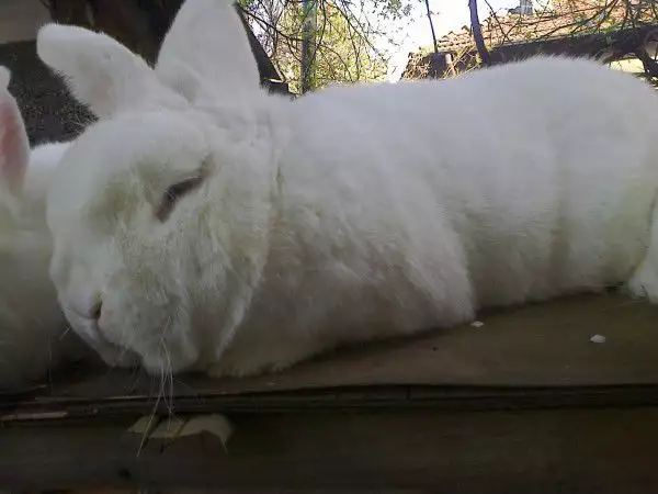 Бял новозелански заек